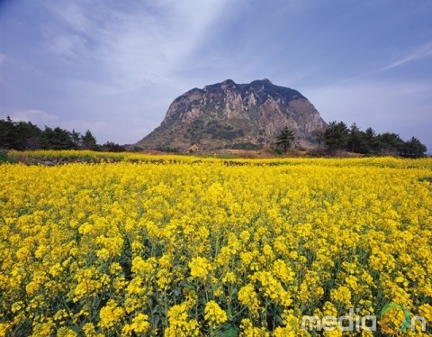 코레일관광개발, 육해공 제주 봄꽃여행 출시