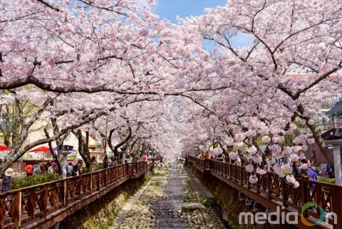 클룩, 추천 낭만 ‘벚꽃’ 여행지 Best 5 발표