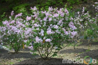 신구대학교식물원, 라일락·인동과 품종 전시 2019 제5회 ‘꽃길 따라 향기 따라’ 개회식 개최